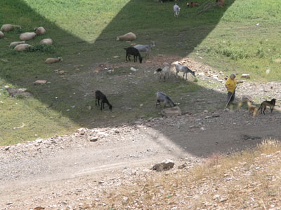 Shepherd tending flock on reservoir bed